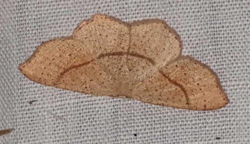 Réf. 254 372 : Cyclophora sp.
